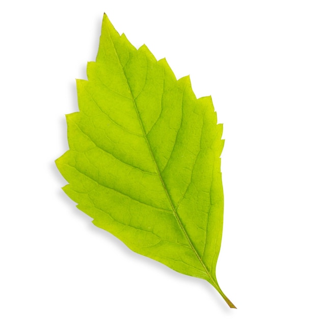 hoja de madera sobre un fondo vacío