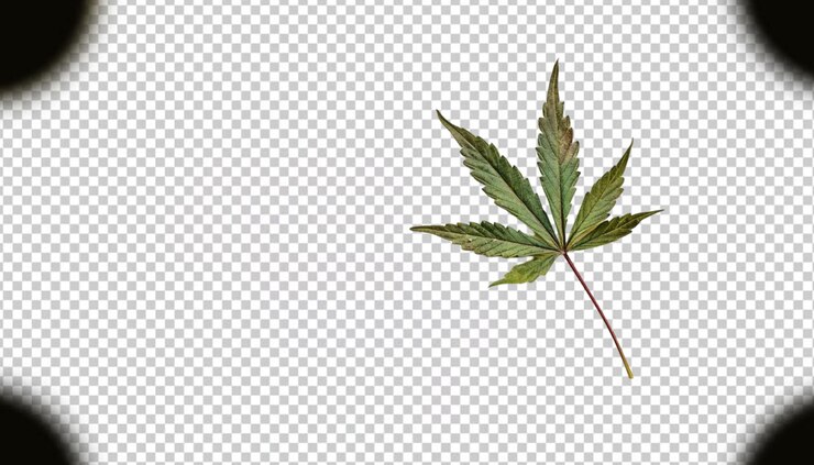 PSD hoja de marihuana sobre un fondo transparente
