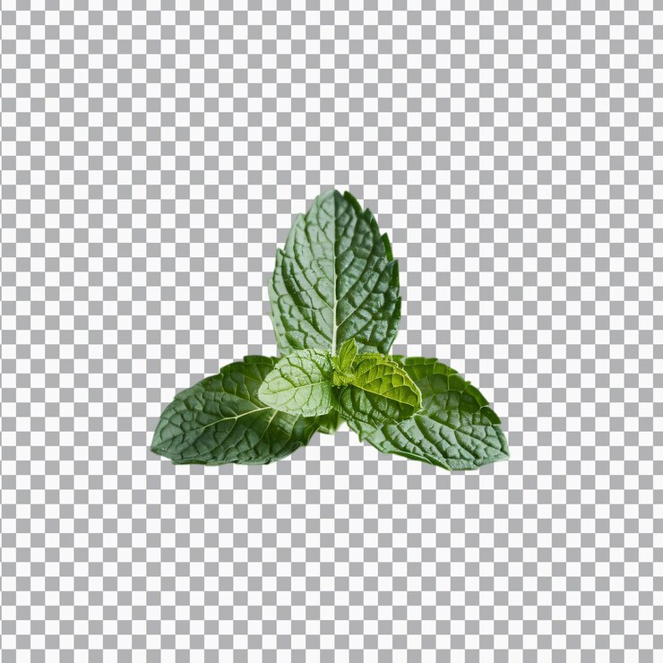 PSD una hoja de menta aislada sobre un fondo transparente