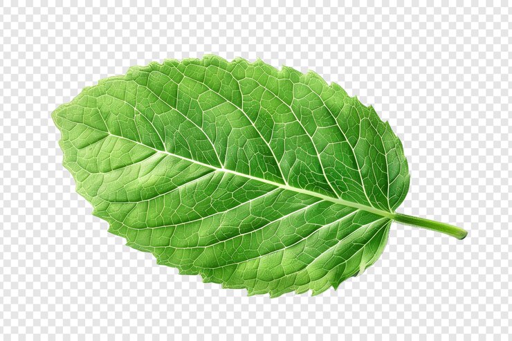 PSD hoja de menta verde aislada sobre un fondo transparente