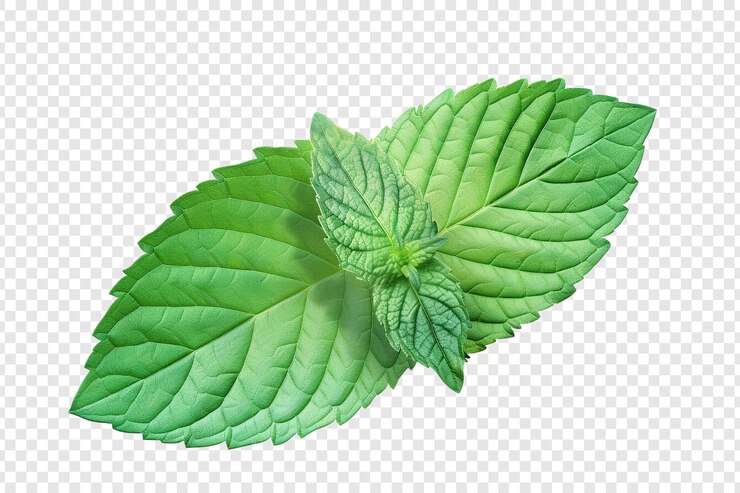 PSD hoja de menta verde aislada sobre un fondo transparente