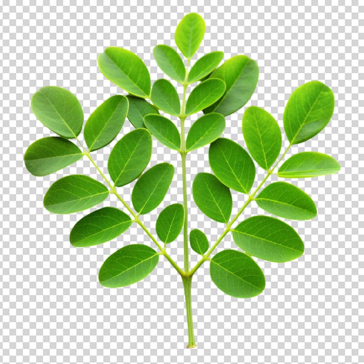 PSD hoja de moringa con fondo blanco aislado