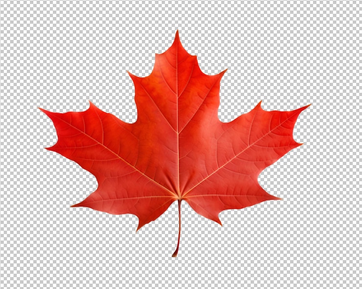 PSD hoja de otoño aislada sobre fondo transparente