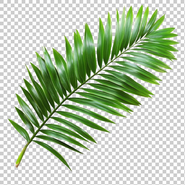 Hoja de palma sobre un fondo transparente