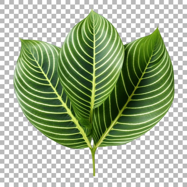 hoja de planta de oración en un fondo transparente