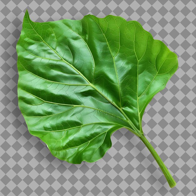 PSD una hoja de una planta que es verde