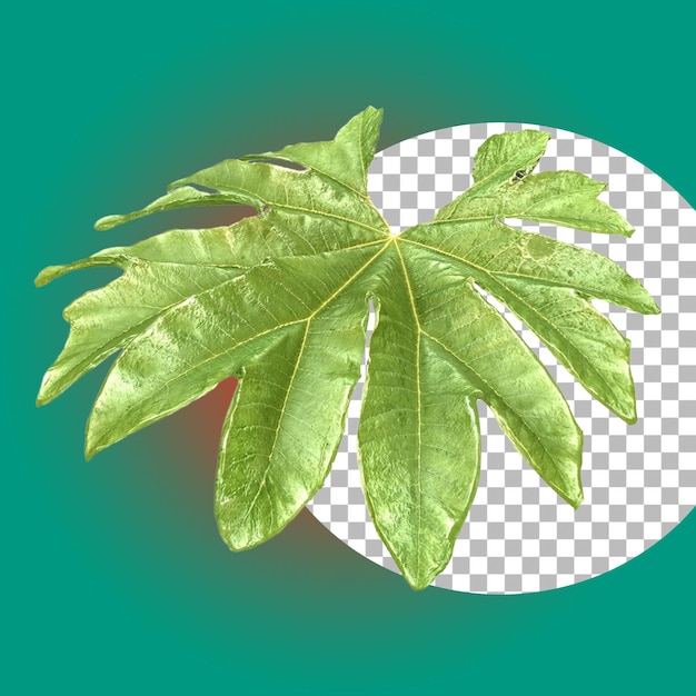 Hoja de planta tropical verde para elemento de la naturaleza.