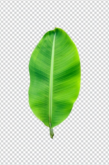hoja de plátano verde sobre png blanco y fondo transparente fotografía de primer plano hojas tropicales