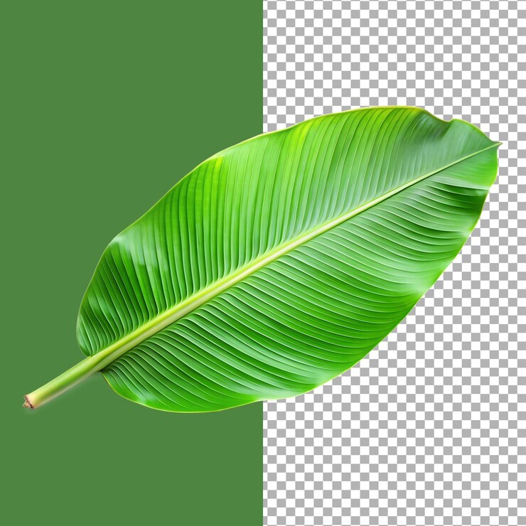 Una hoja de plátano verde vibrante aislada sobre un fondo transparente