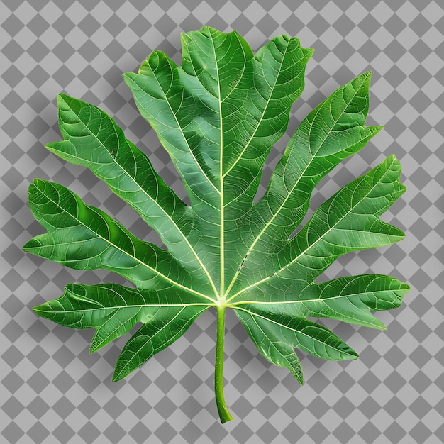 PSD una hoja que es verde y tiene la palabra 