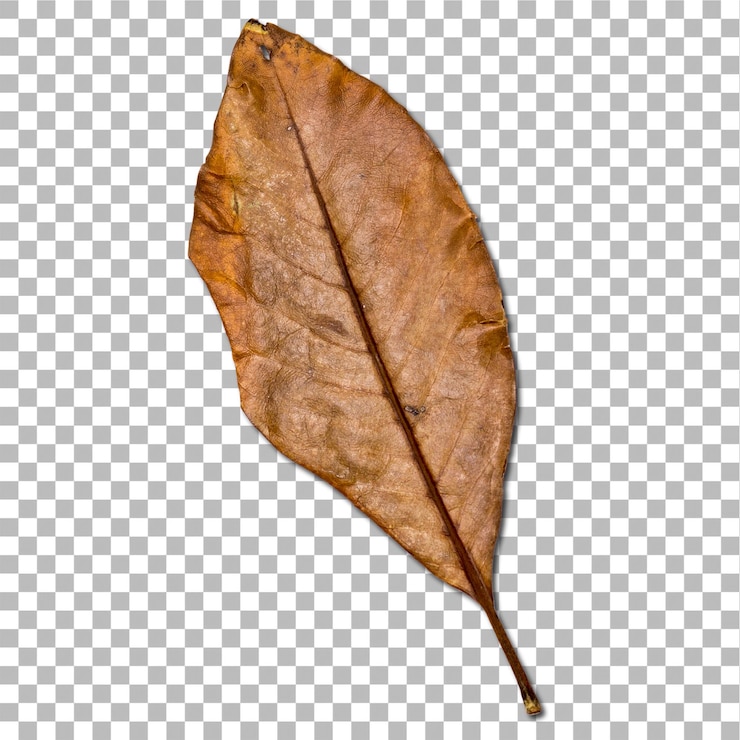 PSD la hoja seca aislada en un elemento de fondo plano se puede utilizar para el proyecto de diseño