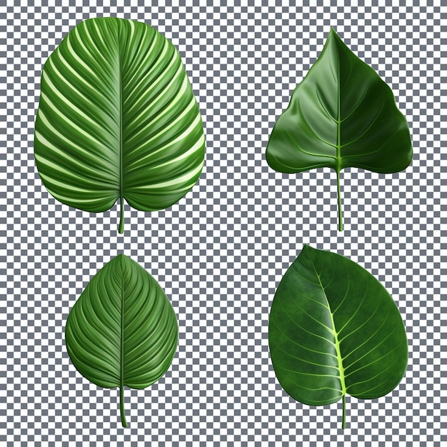 PSD hoja tropical verde realista y detallada en 3d