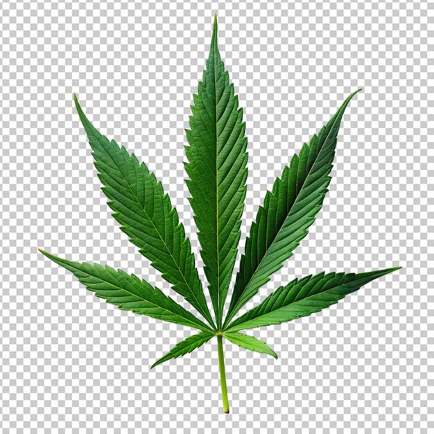 PSD hoja única de cannabis de color verde