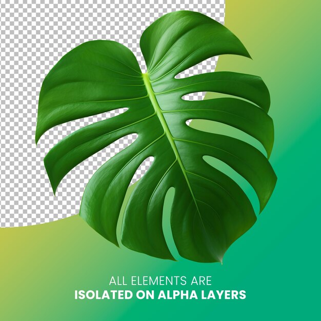 PSD hoja única de monstera aislada en la capa alfa png