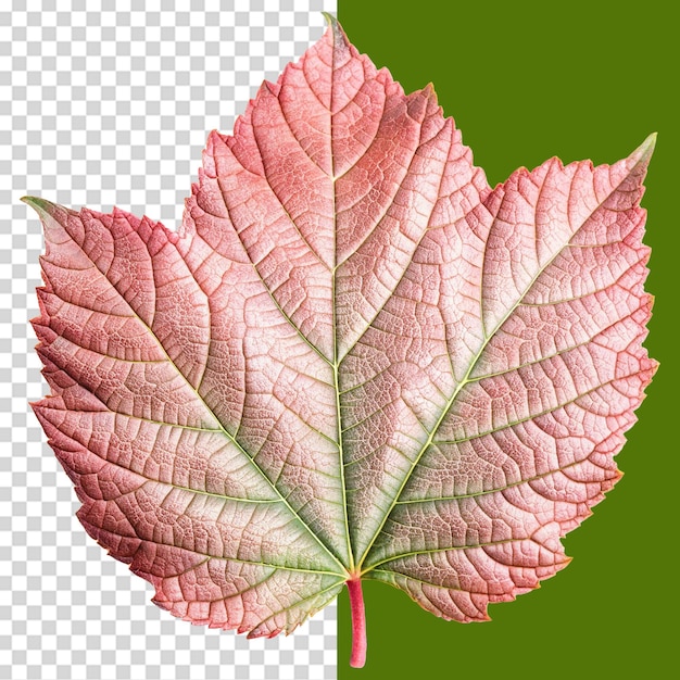 Hoja verde aislada sobre un fondo transparente