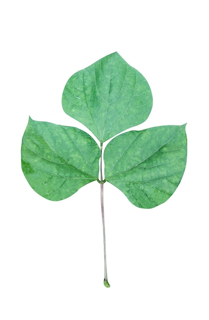 Una hoja verde con cuatro hojas sobre fondo blanco