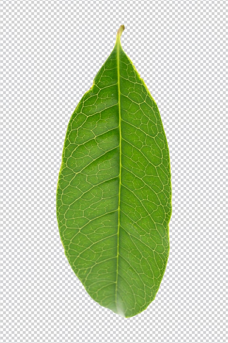 PSD una hoja verde con una hoja que tiene la palabra mango.