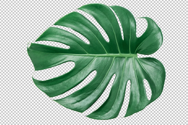 Hoja verde de monstera en blanco aislado. hojas tropicales