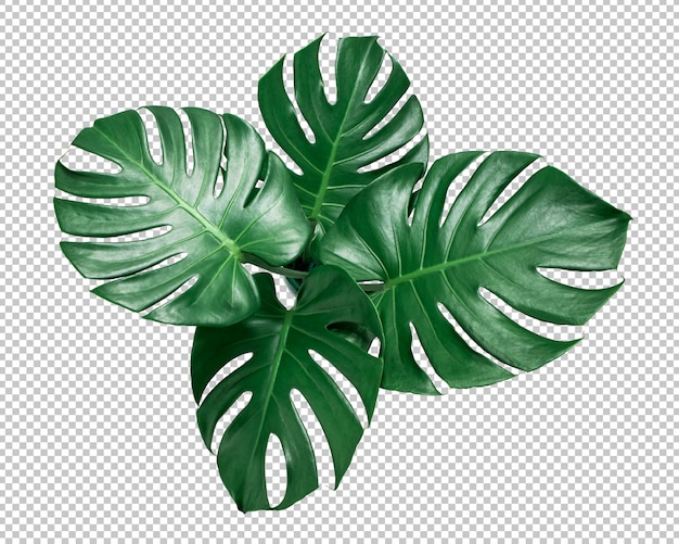 PSD hoja verde de monstera en transparencia aislada. hojas tropicales