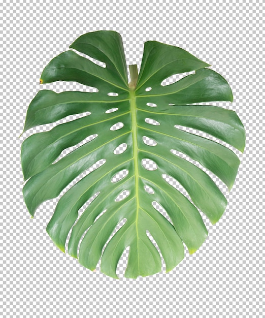 Hoja verde de monstera