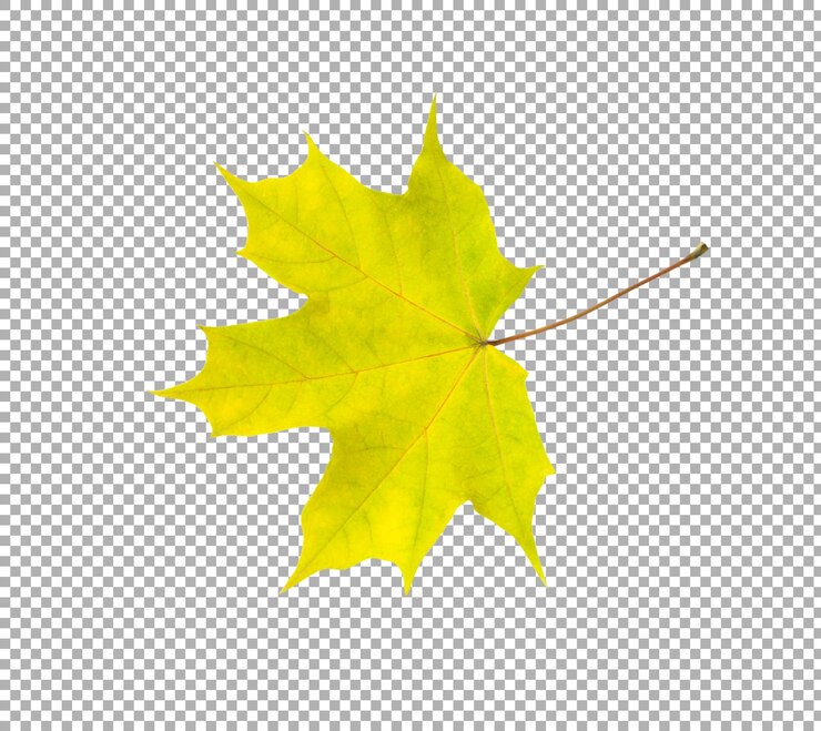 PSD hoja verde otoño aislada