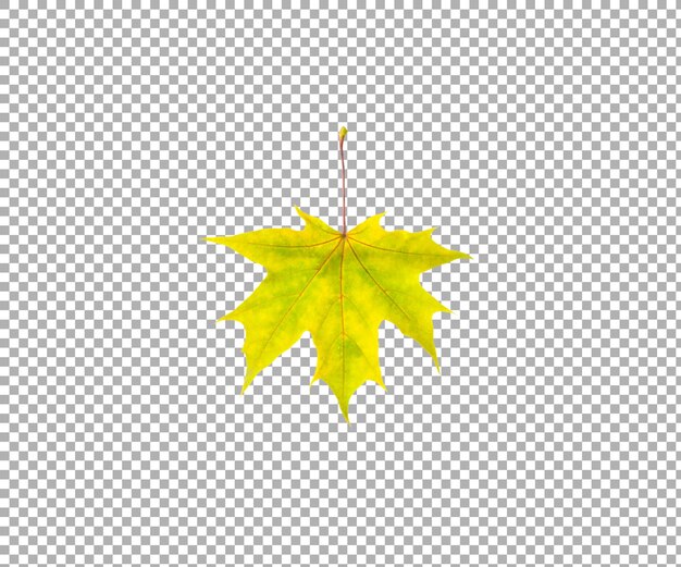 Hoja verde otoño aislada