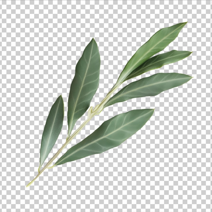 PSD una hoja verde de una planta con un recorte png de fondo blanco y transparente