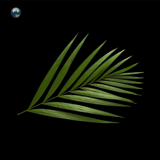 una hoja verde que está sobre un fondo negro