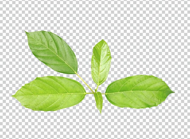 hoja verde sobre un fondo blanco una hoja verde de lichi con hojas en ella hoja verde