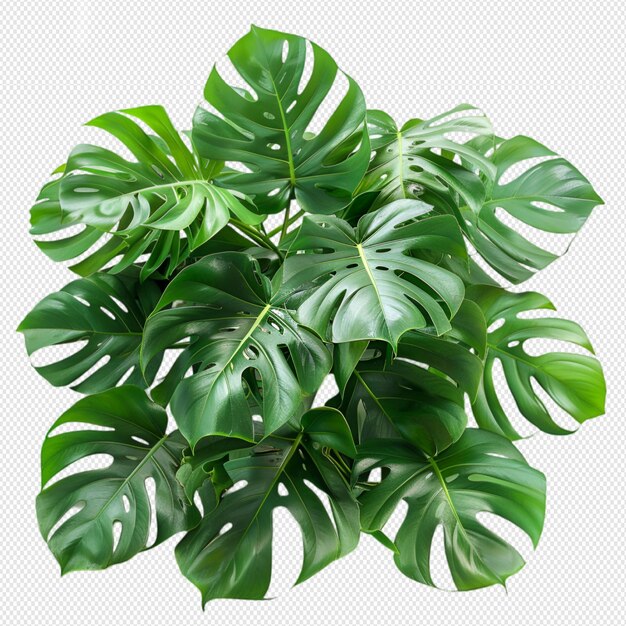 hoja