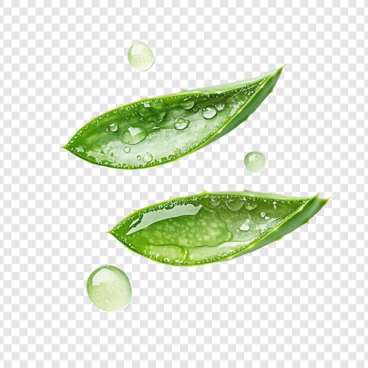 PSD las hojas de aloe vera refrescantes con gotas de rocío