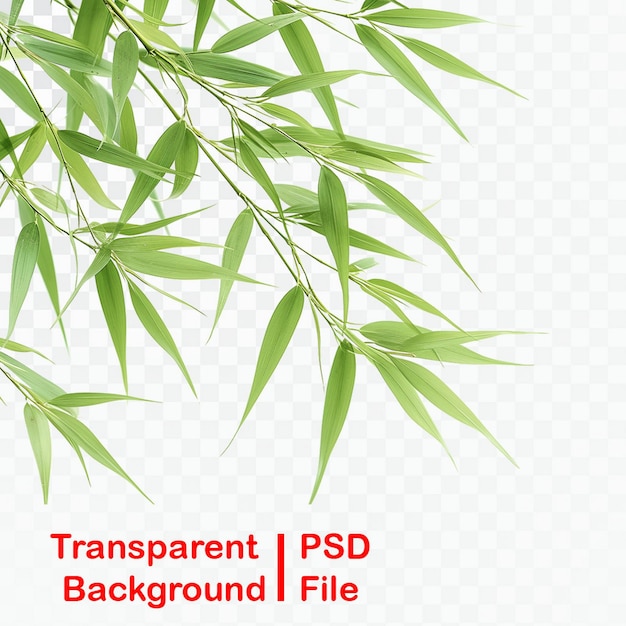 Hojas de árbol y bambú sobre un fondo transparente