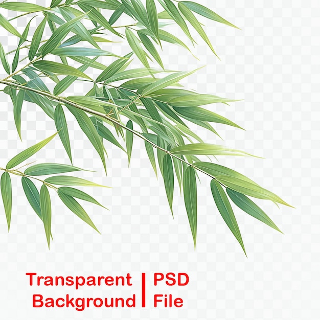 PSD hojas de árbol y bambú sobre un fondo transparente