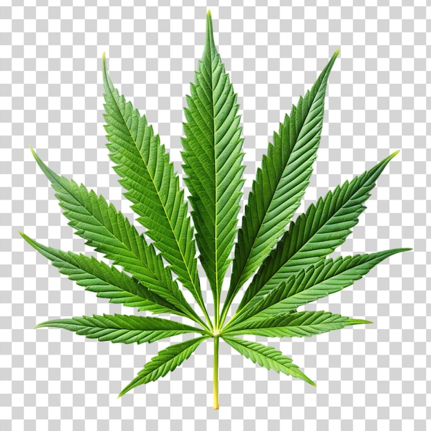 PSD hojas de árboles de marihuana aisladas sobre un fondo transparente