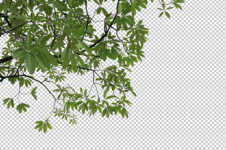 PSD hojas de árboles tropicales y primer plano de rama aislado