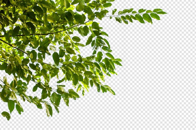 PSD hojas de árboles tropicales y primer plano de rama aislado