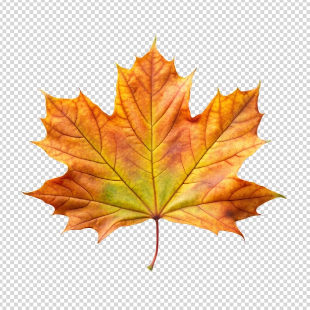 Hojas de arce de otoño de colores brillantes en un fondo aislado