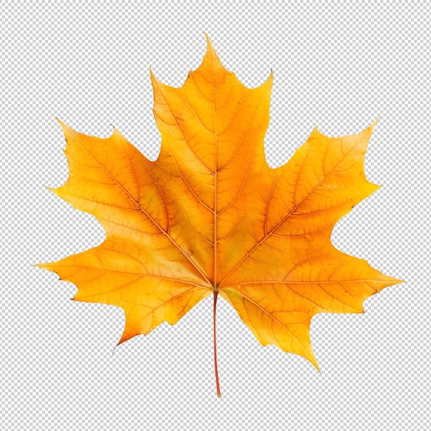 hojas de arce de otoño