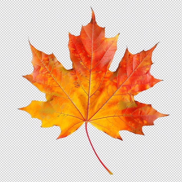 hojas de arce de otoño
