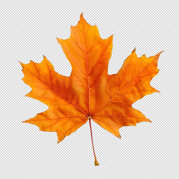 hojas de arce de otoño