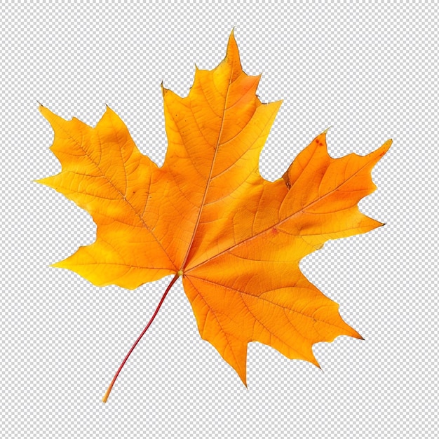 hojas de arce de otoño
