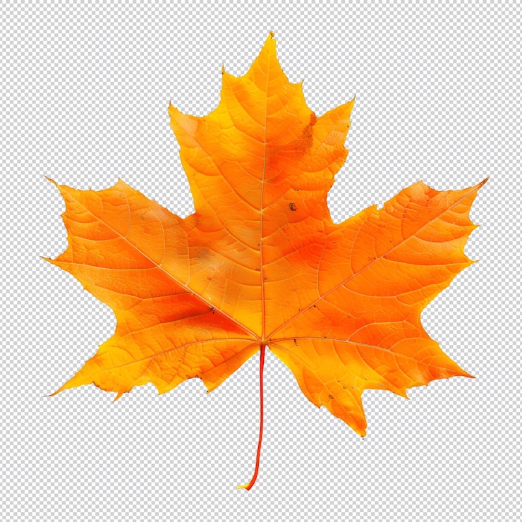 PSD hojas de arce de otoño