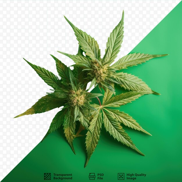 PSD hojas de cannabis verdes frescas en primer plano en contraste con las hojas prensadas secas