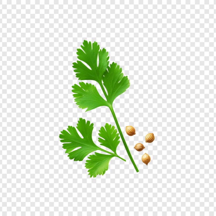 PSD hojas de cilantro sanas con semillas de cilante aisladas sobre un fondo transparente