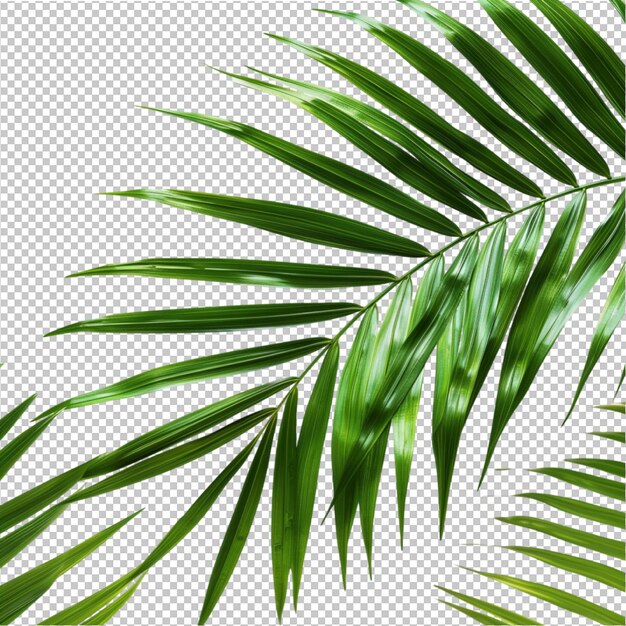 PSD hojas de coco