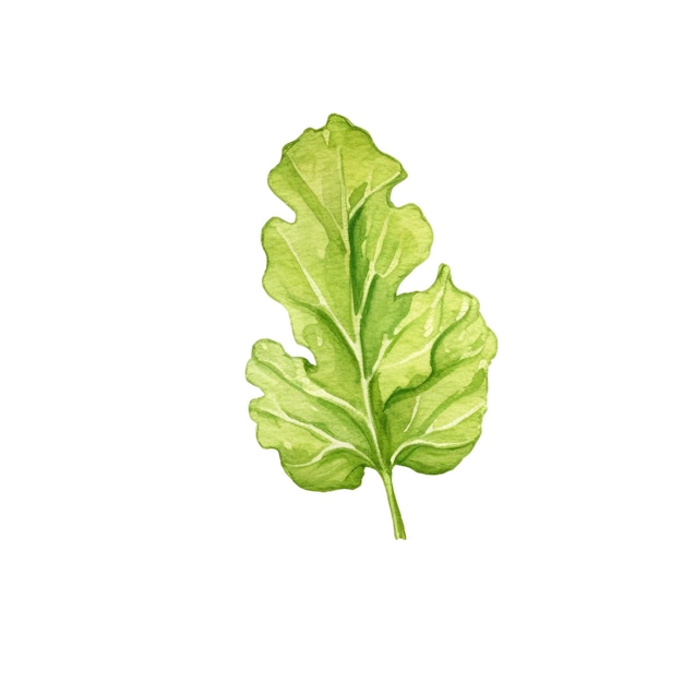 Hojas de ensalada de acuarela dibujadas a mano elementos de diseño de alimentos frescos aislados sobre un fondo blanco