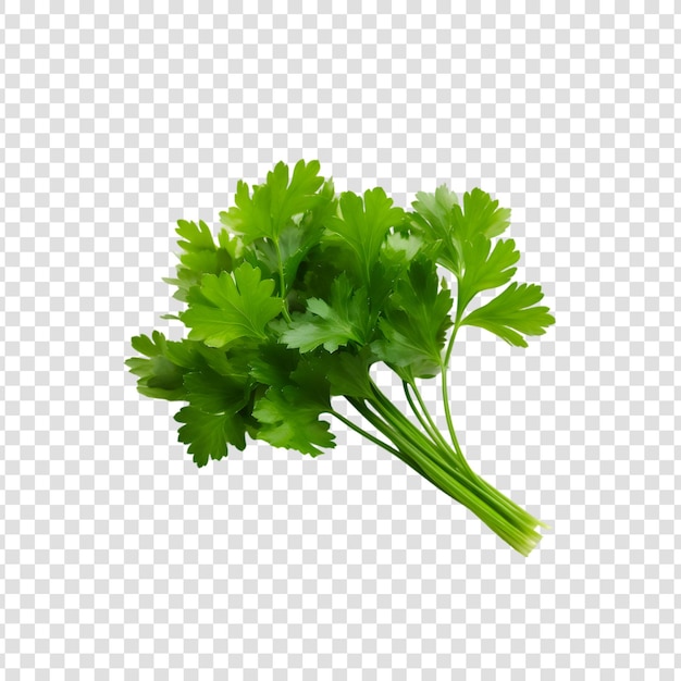 Hojas frescas de cilantro orgánico sobre un fondo transparente