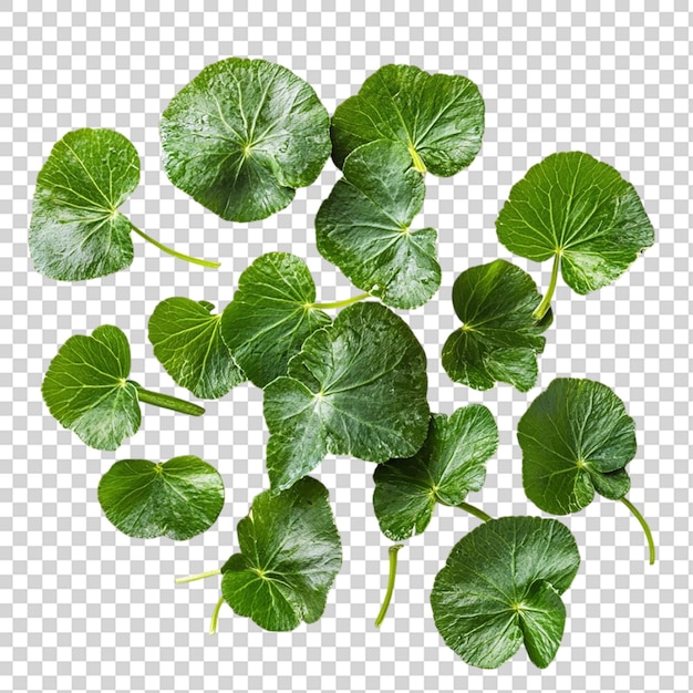 Hojas frescas de gotu kola aisladas sobre un fondo transparente