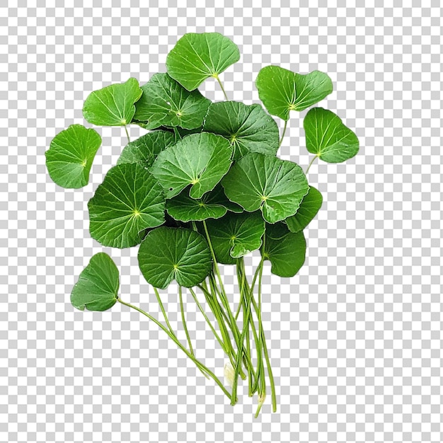 Hojas frescas de gotu kola aisladas sobre un fondo transparente
