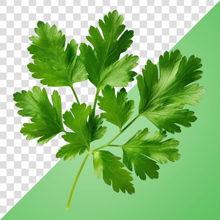 PSD hojas frescas de hierba de perejil verde de papua nueva guinea